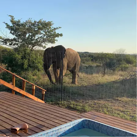 Image of an Elephant right outside the glamping tents